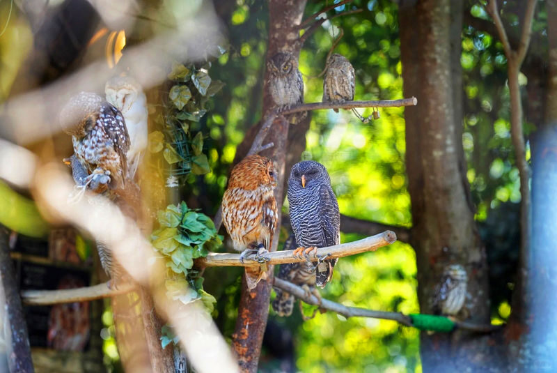 Yufuin no Mori Train Experience | Beppu Hell Tour + Kyushu Natural Animal Park + Yufuin Day Trip (Chinese and English Guides) - The Yufuin no Mori train: check the package name