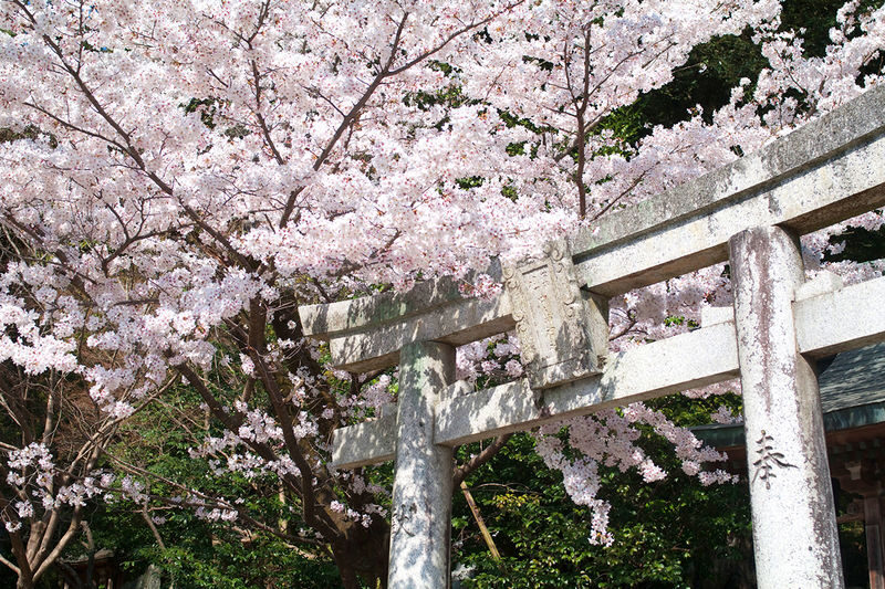 Yufuin no Mori Train Experience: Yufuin Onsen Town & Kyushu Zoo & Beppu Hells or Dazaifu Tenmangu Shrine + Beppu Ropeway Tour - A big Kyushu day, with a train ride at the end