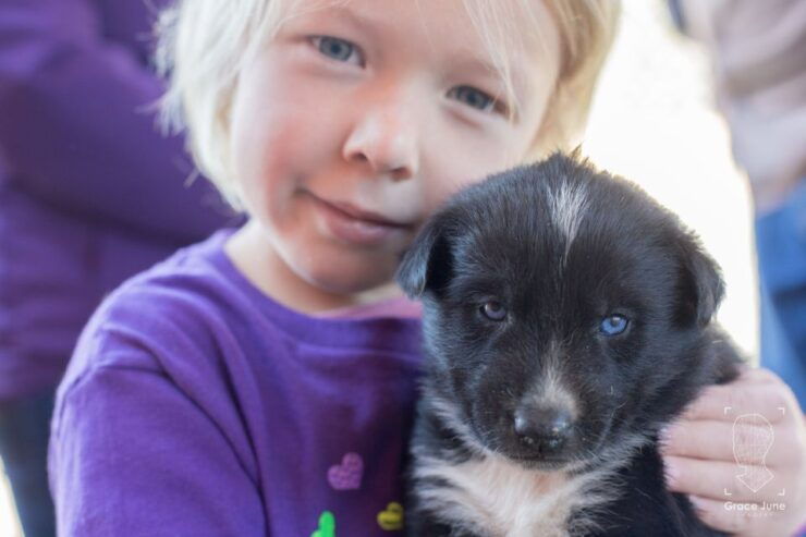 Yukon Dogs and Gold - The History of Yukon Gold Rush