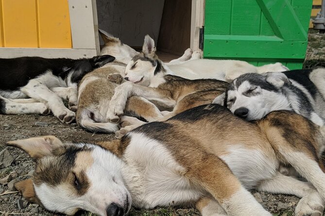 Yukon Husky Puppy Play Time & Summit Tour - Admittance to Tutshi Sled Dog Camp