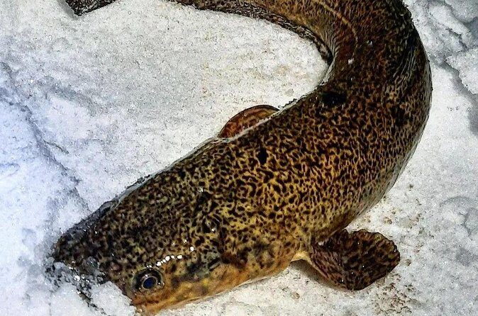 Yukon Icefishing and Aurora Viewing Combo Trip - Who Will Love This Tour?