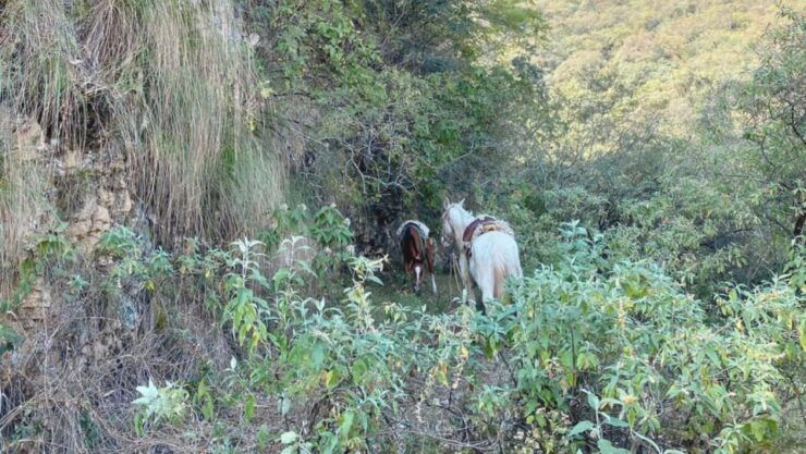 Yungas : Horseback Riding in the Jungle Picnic - Experience Details
