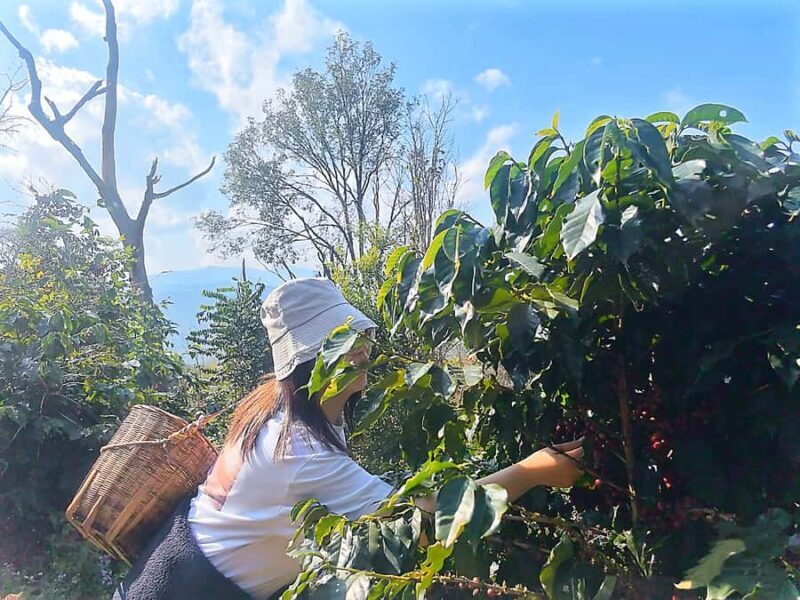 Yunnan Coffee Valley | Half-Day Road Trip - An In-Depth Look at the Tour Itinerary