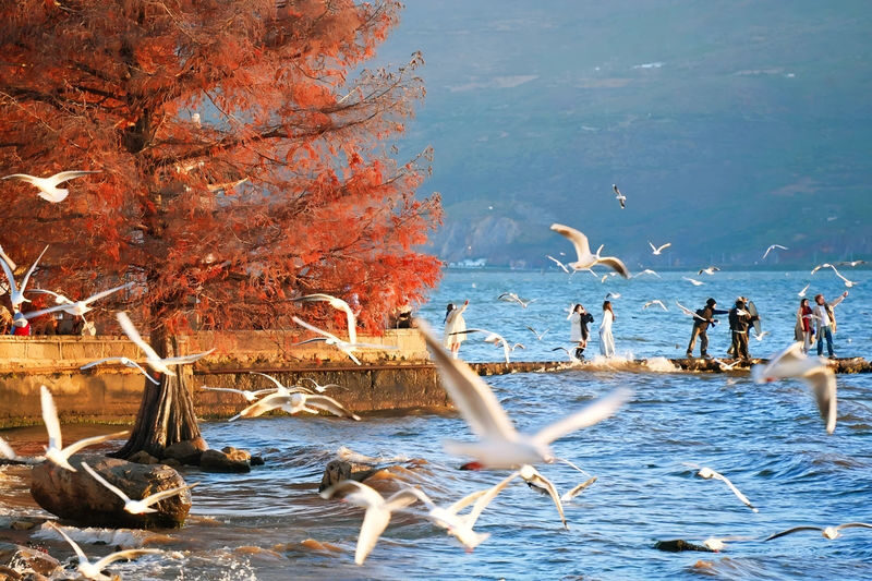 Yunnan Kunming & Dali & Lijiang 6-Day Tour (Includes Travel Photography + Aerial Photography Dual Experience) - Key points before you book