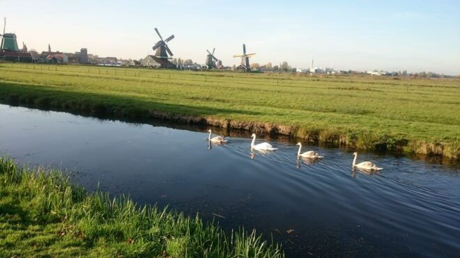 Zaanse Schans Mulini a Vento Tour Di 4 Ore - Customer Reviews and Testimonials