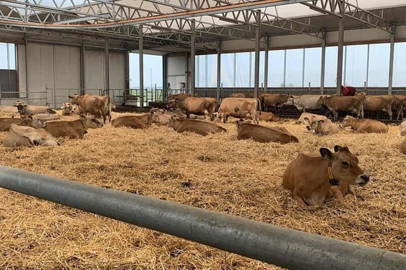 Zaanse Schans & Volendam Private Tour: Windmills and Cheese - Good To Know