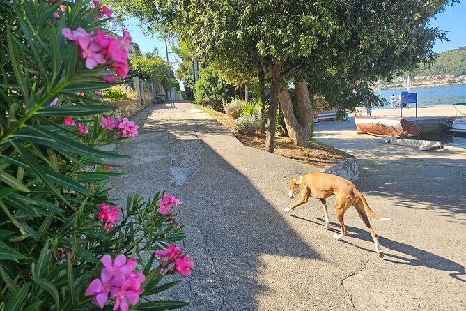 Zadar 3-Islands Tour: Snorkeling, Beach & Sightseeing - 4,5hr - Transport, Group Size, and Practical Details