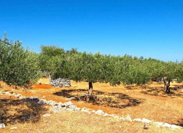Zadar: Krka falls, olive mill, lunch, oil & wine tasting - Who Should Consider This Tour?