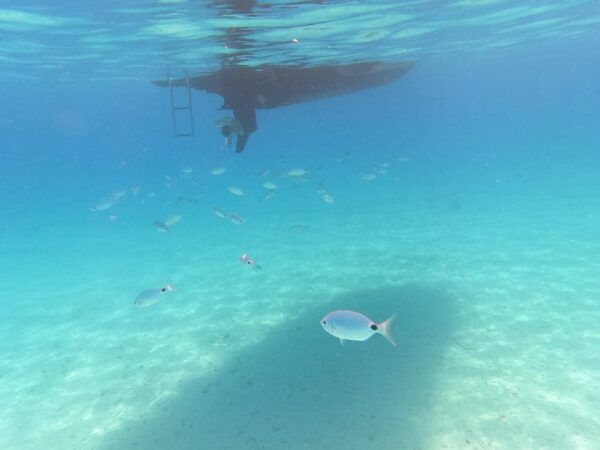 Zadar: Private SpeedBoat Tour to Islands - Drinks Included - Suitability and Restrictions