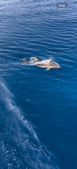 Zadar: Sveti Filip i Jakov Dolphin Watching Morning Tour - Zadar: Sveti Filip i Jakov Dolphin Watching Morning Tour Review