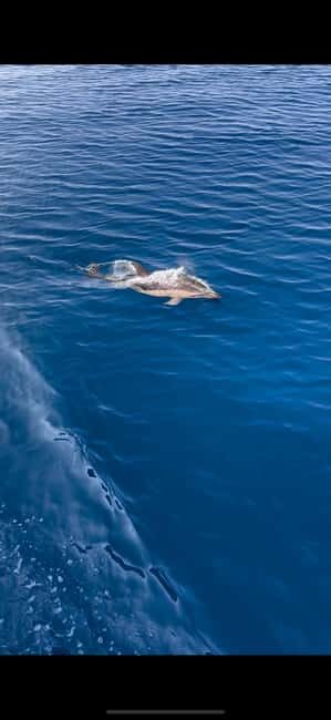 Zadar: Sveti Filip i Jakov Dolphin Watching Morning Tour - Good To Know