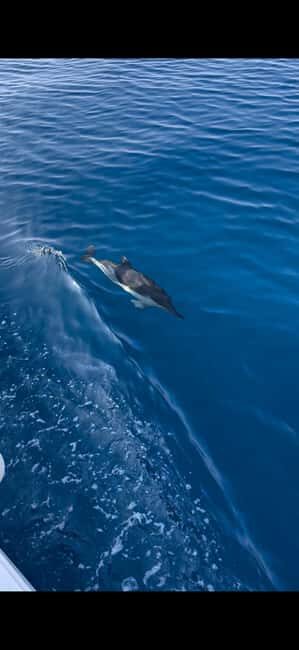 Zadar: Sveti Filip i Jakov Dolphin Watching Morning Tour - Who Will Love This Experience?