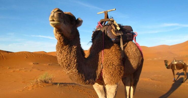 Zagora Sahara Desert Overnight Trip From Ouarzazate - Trip Duration and Starting Time