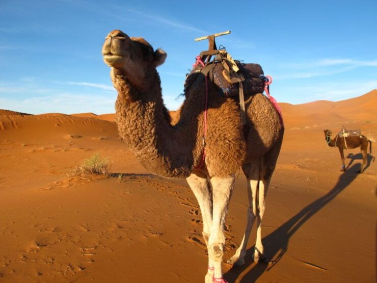 Zagora Sahara Desert Overnight Trip From Ouarzazate - Pickup Details and Location