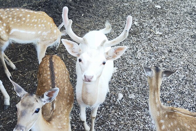 Zagreb, Plitvice Lakes, and Deer Ranch Discovery Tour - Cancellation Policy