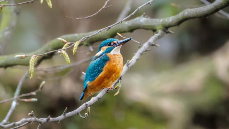 Zagreb: Science Tours, Zagreat Outdoors - Exploring Zagreb with Science Tours: A Nature & Wildlife Snapshot