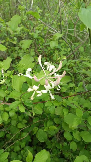 Zagreb through plants: an urban and botanical walk - Good To Know