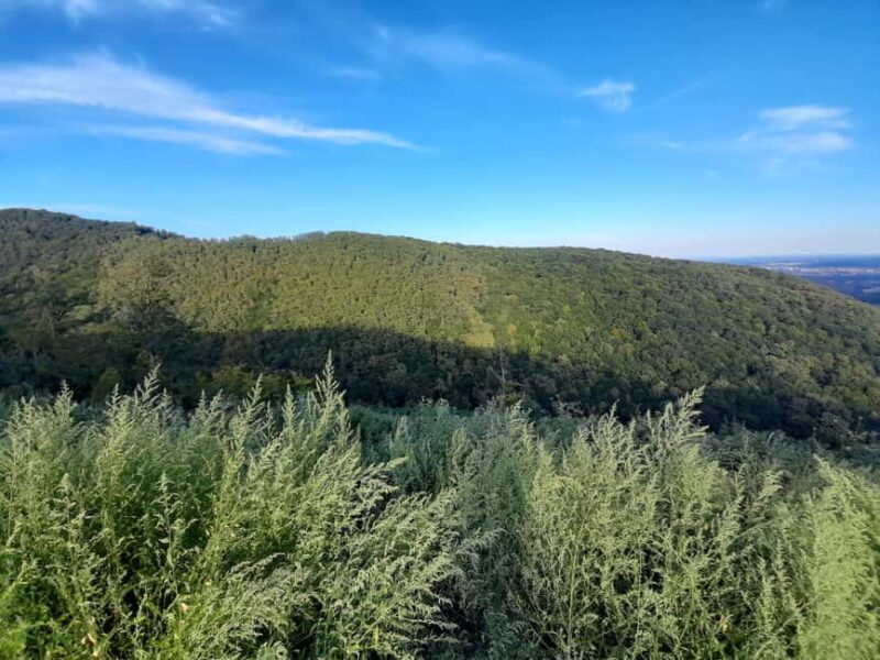 Zagreb through plants: an urban and botanical walk - Exploring Zagreb’s Hidden Corners and Greenery