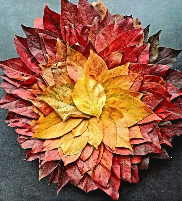 Zagreb through plants: an urban and botanical walk - The Botanical Focus: Stories and Uses of Wild Plants