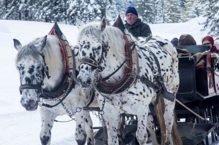 Zakopane and Sleigh Ride With Transfers and Lunch Option - Experience Highlights