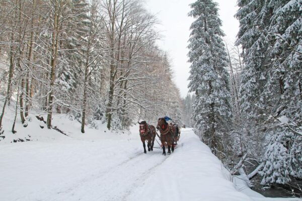 Zakopane: Horse-Drawn Rides With Local Guide & Food Tasting - Cancellation Policy and Payment