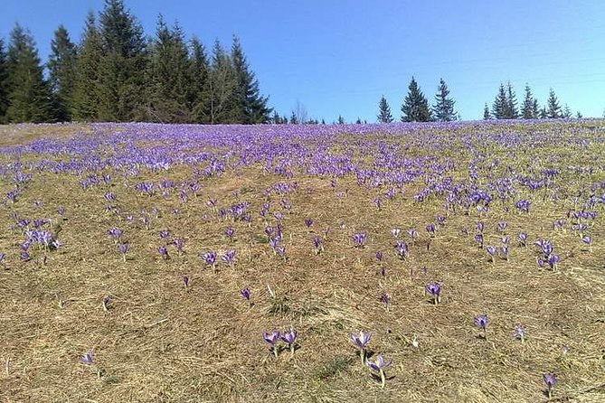 Zakopane - Private Tour to the Town at Foot of Tatra Mountains - Meeting and Pickup Options