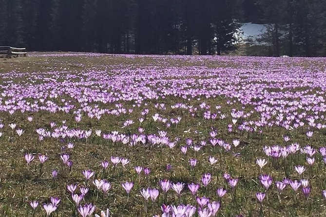 Zakopane - Private Tour to the Town at Foot of Tatra Mountains - Price and Booking Information