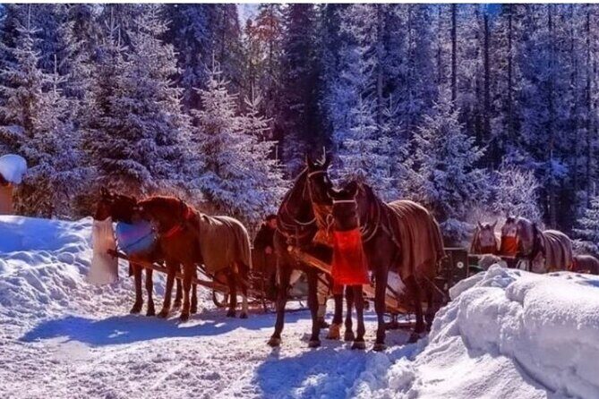 Zakopane Sleigh Ride in Tatra Mountains - Good To Know
