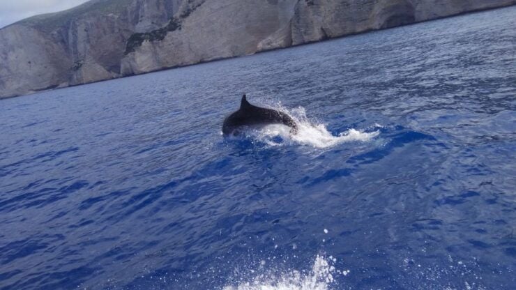 Zakynthos: Early Morning Shipwreck, Blue Caves & Viewpoint - Tour Itinerary Highlights