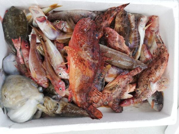 Zakynthos: Full-Day Traditional Eco-Fishing Tour With Food - Frequently Asked Questions