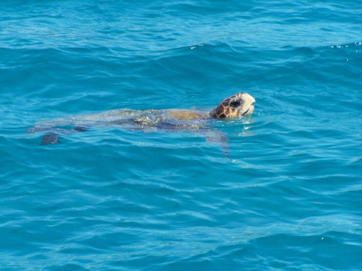 Zakynthos: Guided Boat Cruise to Turtle Island & Keri Caves - Review Summary