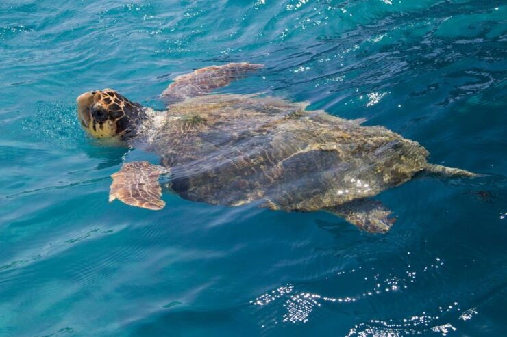 Zakynthos: Guided Boat Tour to Turtle Island With Swimming - Booking Information