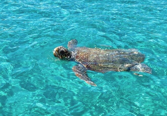 Zakynthos: Guided Boat Tour to Turtle Island With Swimming - Directions