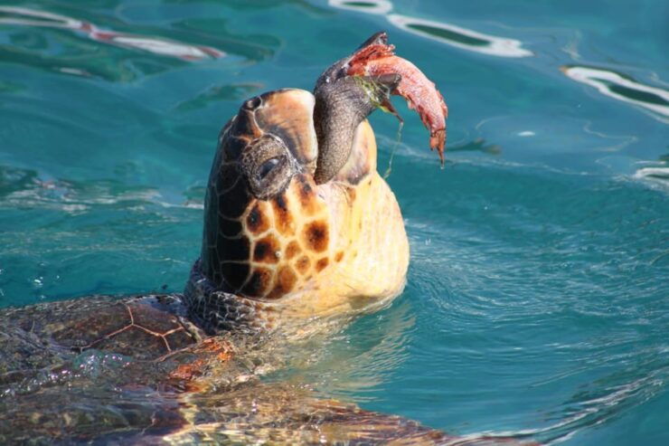Zakynthos: Half Day Caretta Turtle Spotting & Keri Caves - Itinerary Highlights