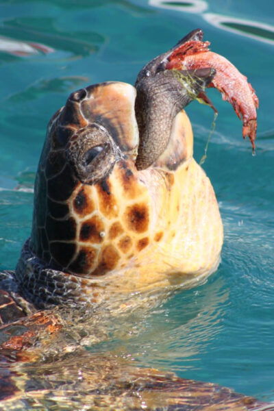Zakynthos: Half Day Caretta Turtle Spotting & Keri Caves - Frequently Asked Questions