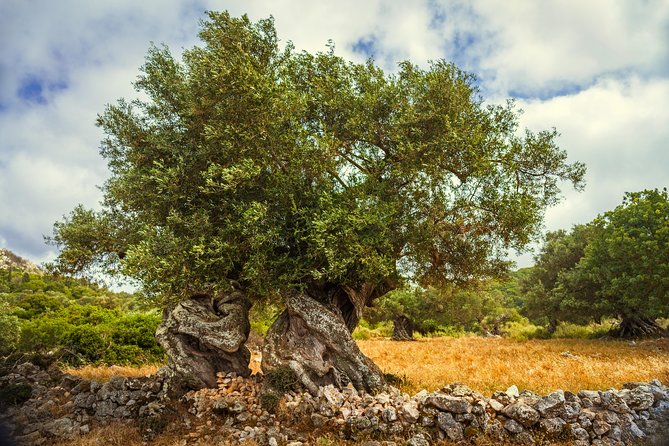 Zakynthos Island Small-group Jeep Safari - Inclusions and Exclusions