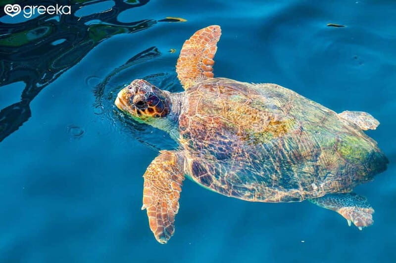 Zakynthos: Laganas, Keri, & Marathonisi Turtle Spotting Tour - An In-Depth Look at the Tour Experience