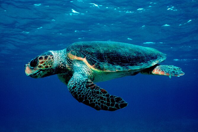 Zakynthos Marine Park With Turtles Spotting - Overview of Zakynthos Marine Park