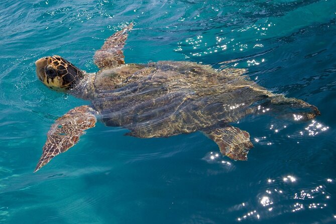 Zakynthos Marine Park With Turtles Spotting - Tour Operator Communication and Service
