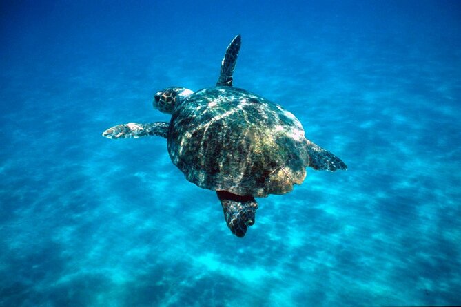 Zakynthos Marine Park With Turtles Spotting - Tips for a Successful Turtle Spotting Trip