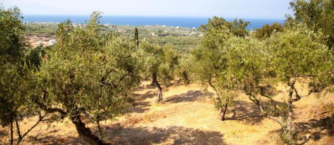 Zakynthos: Panoramic West Zakynthos Private Tour - Inclusions