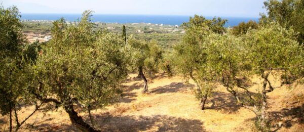 Zakynthos: Private Tour With Wine & Olive Oil Tasting - The Sum Up