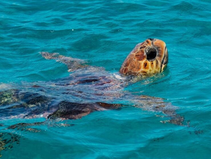 Zakynthos: Turtle Island, Cameo and Keri Caves + Transport - Experience Highlights