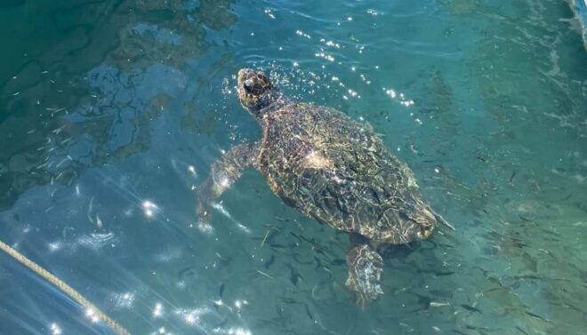 Zakynthos: Turtle Island, Cameo and Keri Caves + Transport - Transport Details