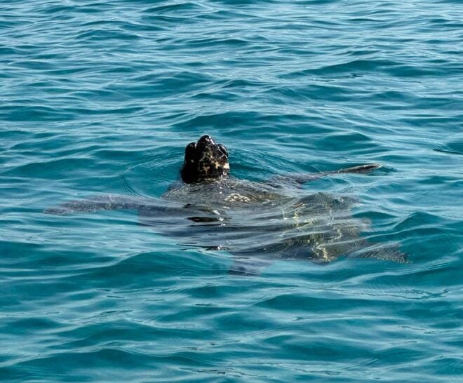 Zakynthos: Turtle Island, Cameo and Keri Caves + Transport - Customer Feedback