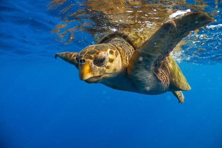Zakynthos: Turtle Island Cruise With Swimming Stop - Highlights