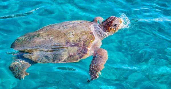 Zakynthos: Turtle Island Cruise With Swimming Stop - Directions