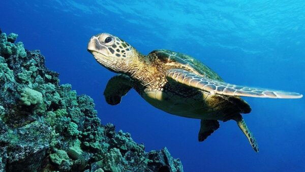 Zakynthos: Turtle Island Cruise With Swimming Stop - Frequently Asked Questions
