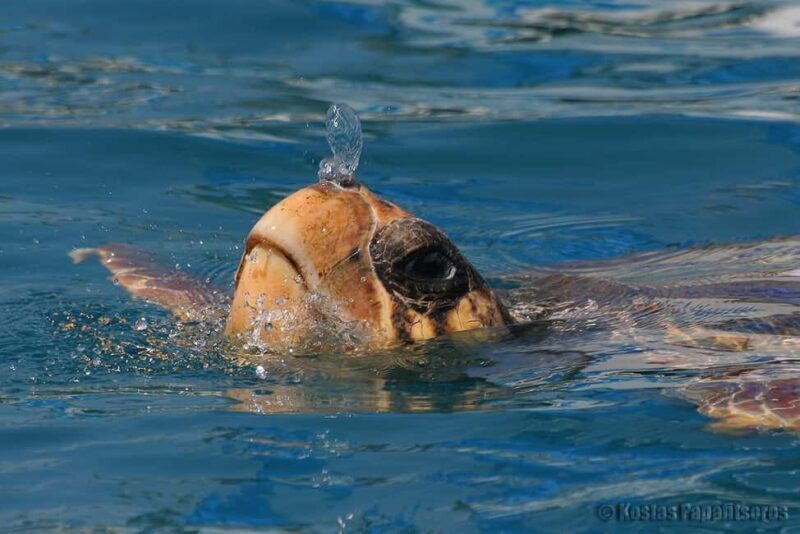 Zakynthos: Turtle Spotting Boat Trip in Laganas Bay - An In-Depth Look at the Turtle Spotting Experience