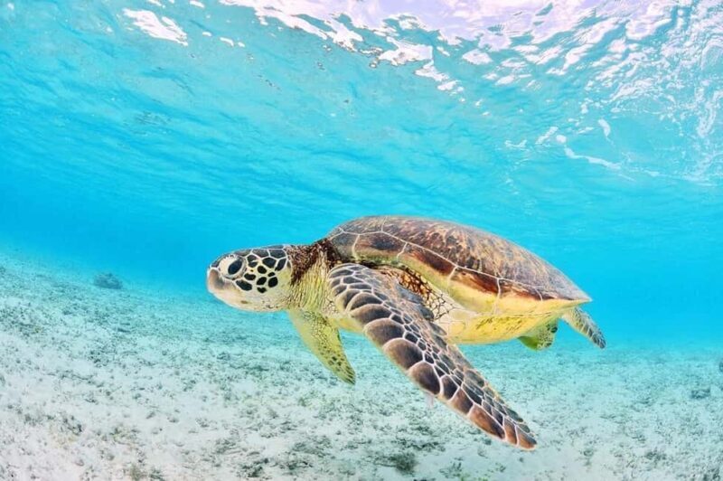 Zakynthos: Turtle Spotting Boat Trip in Laganas Bay - Additional Tips for a Smooth Experience